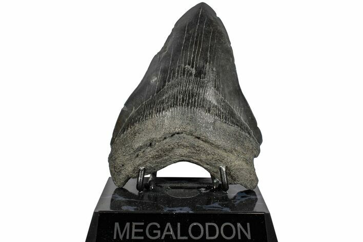 5.11" Fossil Megalodon Tooth - South Carolina